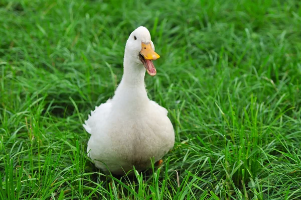 stock image White Duck on grass