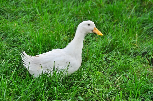 Белая утка на траве — стоковое фото