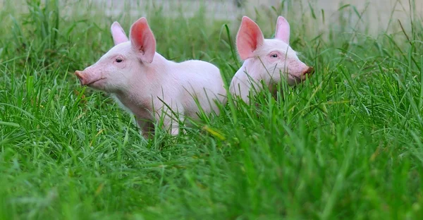 Cerdos pequeños —  Fotos de Stock