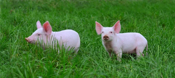Kleine varkens — Stockfoto