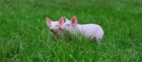 Kleine Schweine — Stockfoto