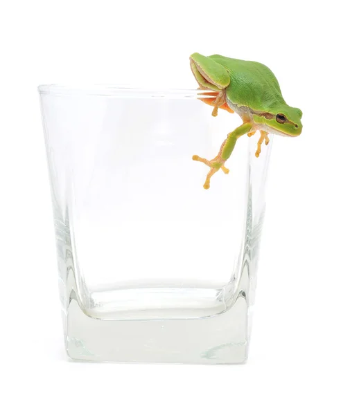Βάτραχος στο γεμάτο ποτήρι — Φωτογραφία Αρχείου