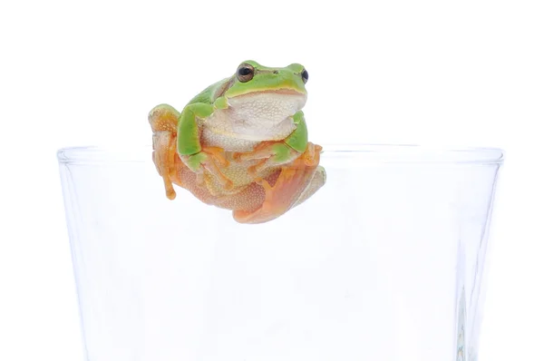 Glassful 개구리 — 스톡 사진