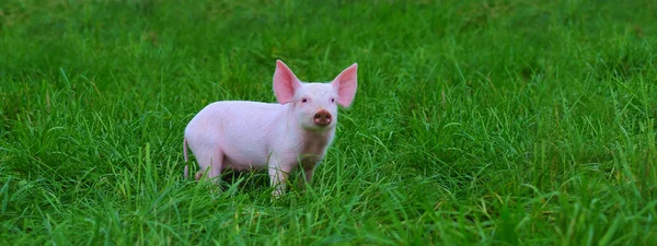 Kleine Schweine — Stockfoto