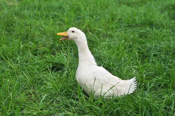 stock image White Duck on grass