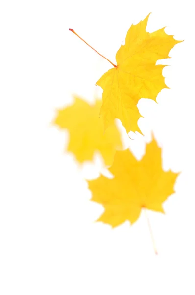 Falling Maple Leaves Isolated White — Stock Photo, Image