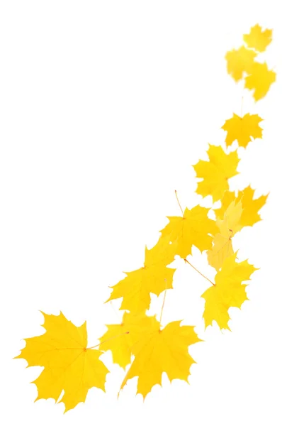Falling Maple Leaves Isolated White — Stock Photo, Image