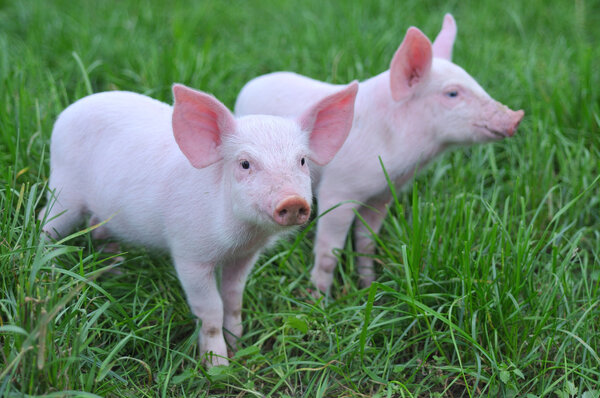 Small pigs on a grass