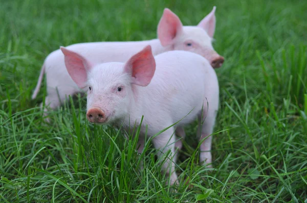 Porcos pequenos — Fotografia de Stock