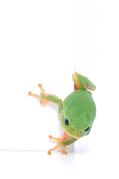 プラカードの周りのぞき分離の緑のカエル — ストック写真