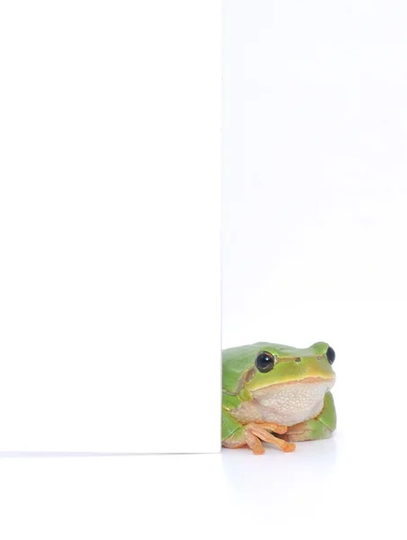 青蛙的消息 — 图库照片