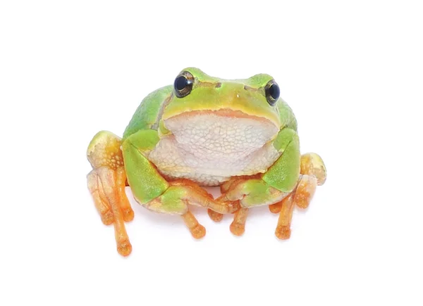 Isolated Green Frog Peeping Placard — Stock Photo, Image
