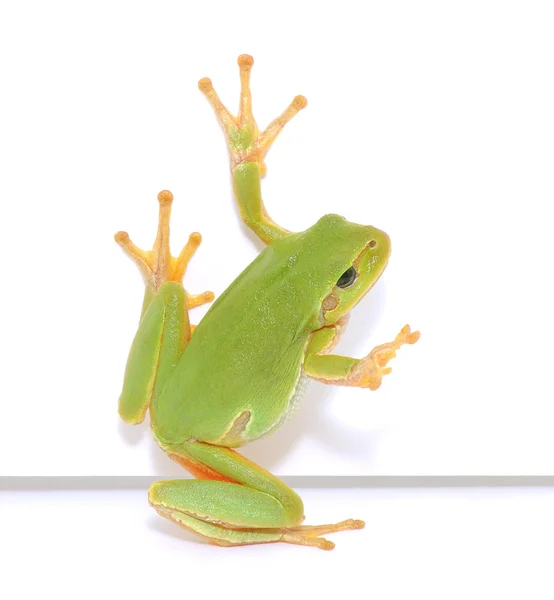 Frog message — Stock Photo, Image