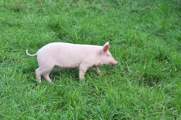 Kleines Schwein Auf Dem Gras — Stockfoto