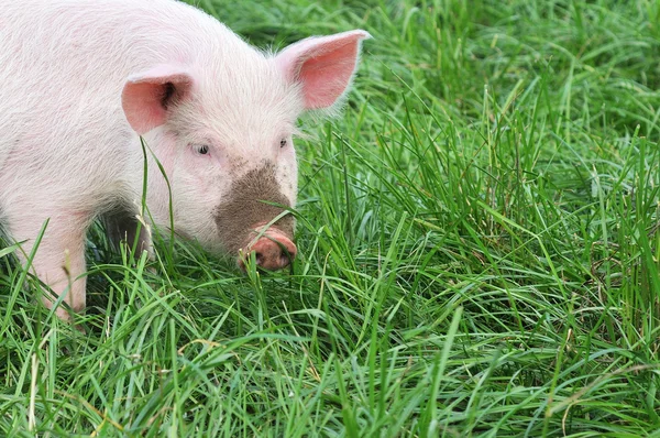 小猪在草地上 — 图库照片