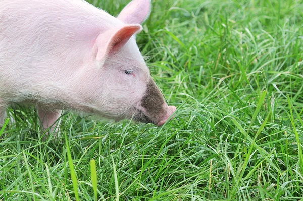 Маленькая свинья — стоковое фото