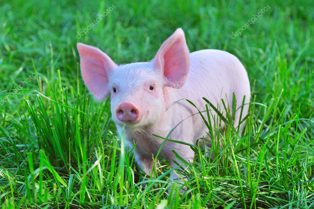 Small Pig — Stock Photo © Tsekhmister 4569298