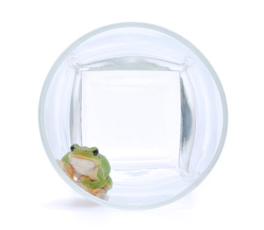 bir bardağı üzerinde yeşil kurbağa.