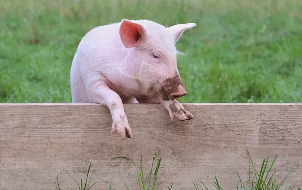 Kleines Schwein — Stockfoto