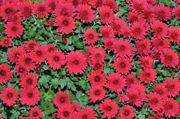 stock image Red chrysanthemum flower