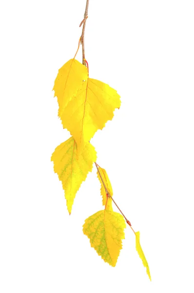 Κίτρινο φθινοπωρινό κλαδί — Φωτογραφία Αρχείου