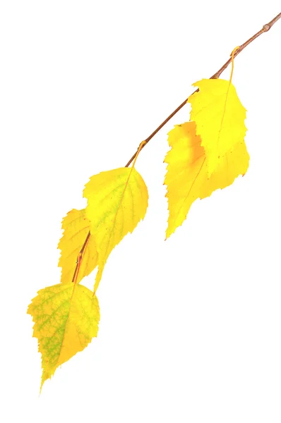 Ramo amarelo do outono — Fotografia de Stock