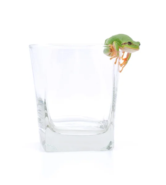 Glassful 개구리 — 스톡 사진