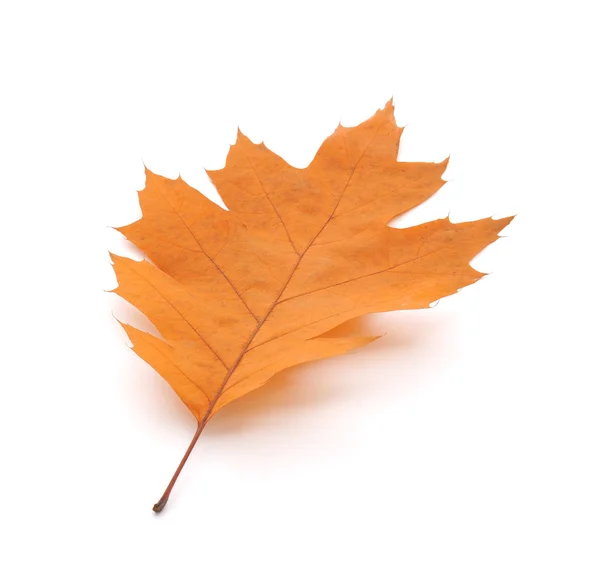 Dry Oak Leaf — Stock Photo, Image