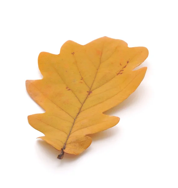 Dry Oak Leaf White Background — Stock Photo, Image