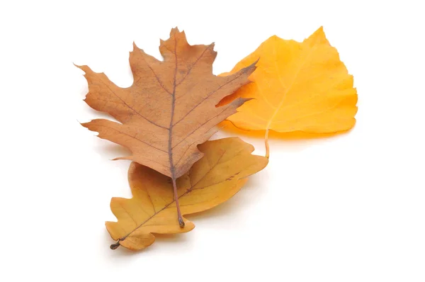 Различные Осенние Листья Белом Фоне — стоковое фото