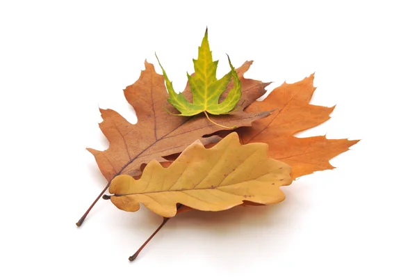 Осень разные листья — стоковое фото