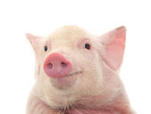 Portrait of a cute pig, on white background