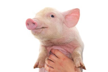 Pig who is in female hands clipart