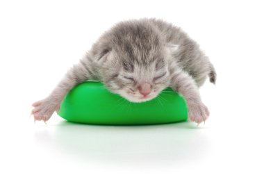 New born kitten on white background (two days old) clipart