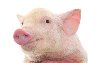 Portrait of a cute pig, on white background clipart