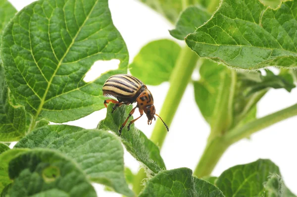 Bug πατάτας — Φωτογραφία Αρχείου
