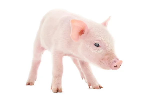 Pig Who Represented White Background — Stock Photo, Image