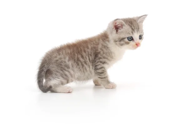 Gray Kitten White Background — Stock Photo, Image