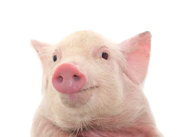 Retrato Porco Bonito Fundo Branco — Fotografia de Stock