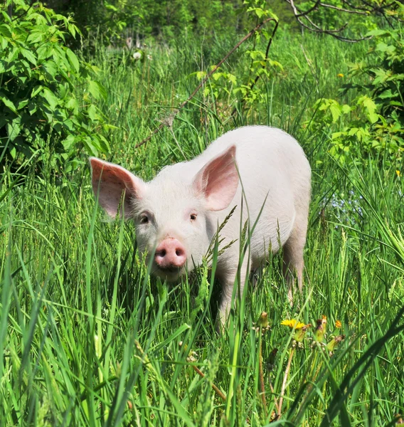 Pequeno Porco Uma Grama — Fotografia de Stock