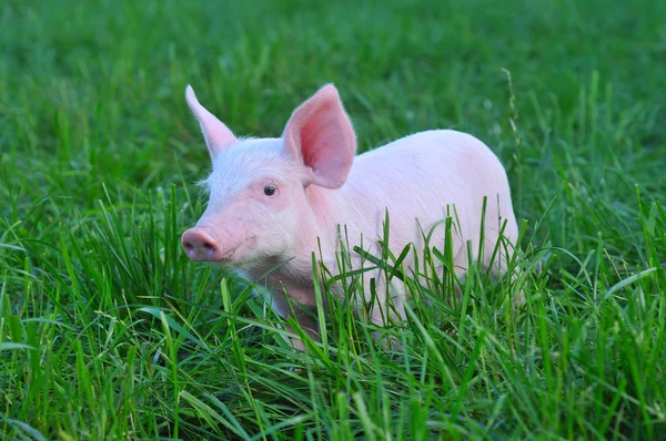 Pequeno Porco Uma Grama — Fotografia de Stock