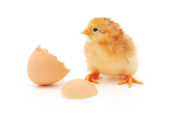 Frango e uma concha de ovo — Fotografia de Stock