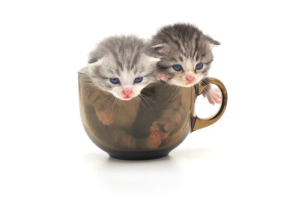 Милые Котята Стеклянной Чашке — стоковое фото