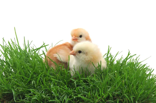 Çim Beyaz Zemin Üzerine Iki Chicks — Stok fotoğraf