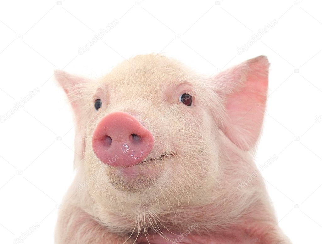 depositphotos_4594214-stock-photo-portrait-of-a-pig.jpg