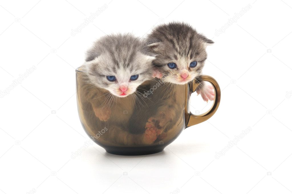 Kittens in cup — Stock Photo © Tsekhmister 4594506