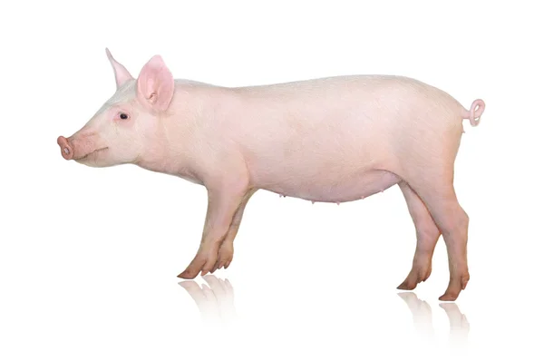 Cochon Représenté Sur Fond Blanc — Photo