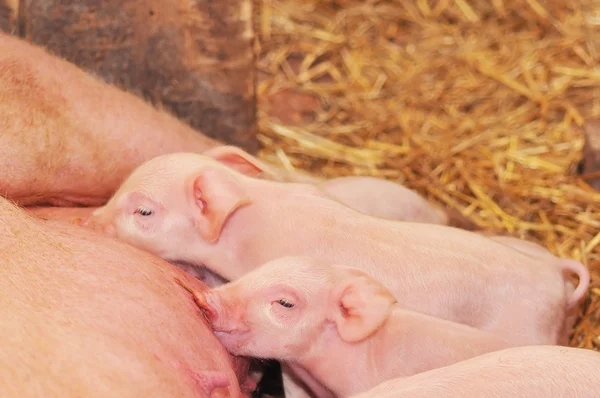 Baby svin utfodring med mamma — Stockfoto