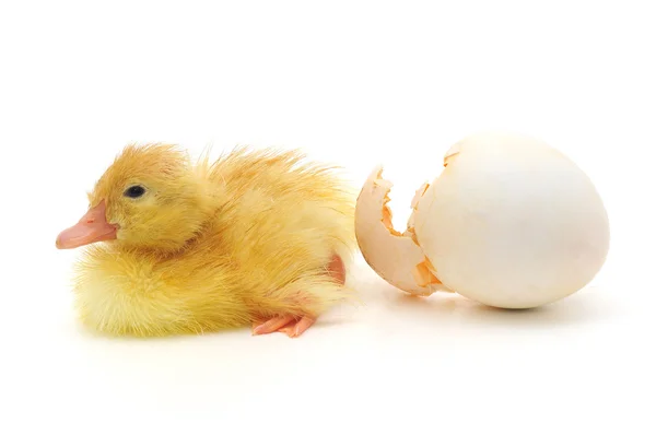 Duckling Who Just Born — Stock Photo, Image