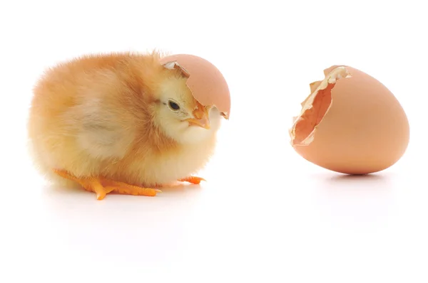 Pollo Una Cáscara Huevo Sobre Fondo Blanco — Foto de Stock